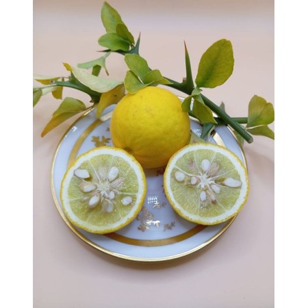 Citrus Seed Parents: Seed for Growing Rootstocks