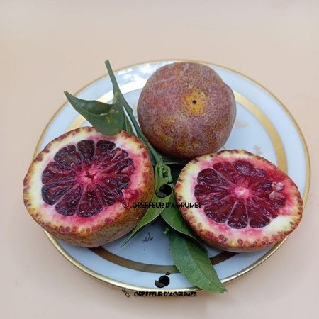 Agrumes sanguins : oranges et variétés à chair rouge
