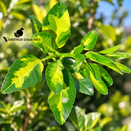 Variegated Citrus: Aurea and Alba Variegation
