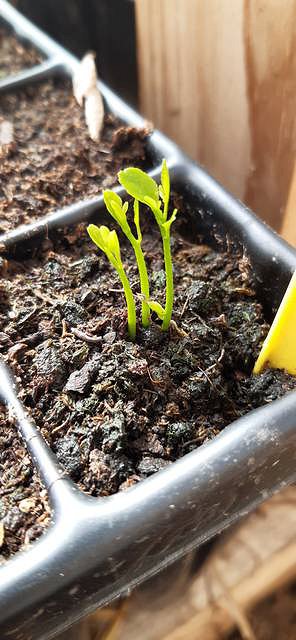 Several seedlings from the same pip, marked in their cell