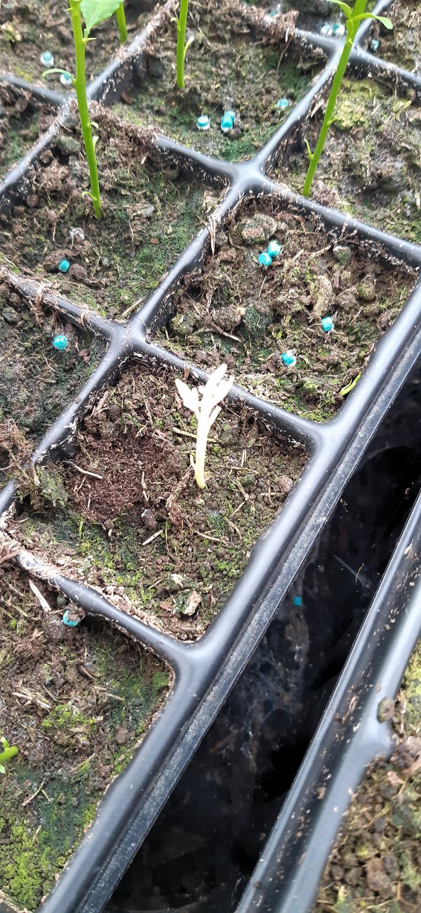Albino seedling among rootstock seedlings