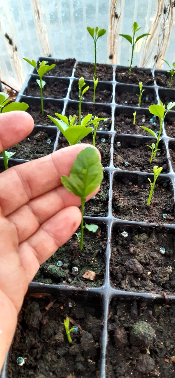 Bifoliate leaf on a rootstock seedling from a trifoliate mother plant
