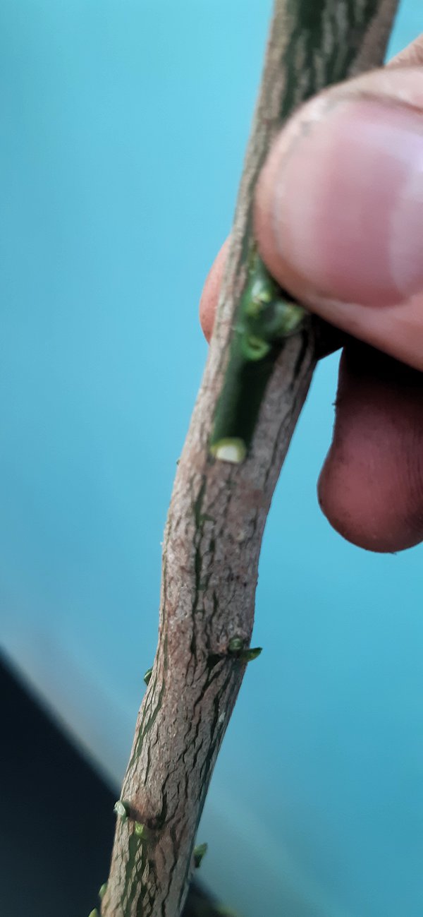 Chip auf die Kerbe der Unterlage gelegt, um die Länge zu messen