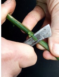 Das Veredelungsmesser dringt mit schräger Klinge ins Holz des Edelreises
