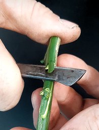 Letzter Schnitt des Chips mit dem Veredelungsmesser, in flachem Winkel