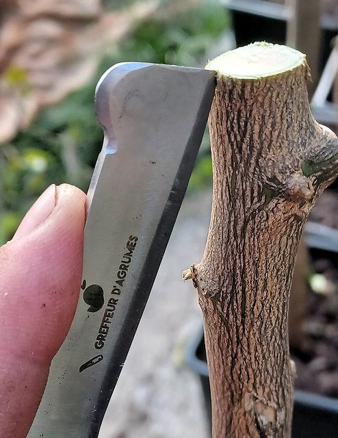 Einschnitt in die Rinde der Unterlage mit dem Veredelungsmesser für eine Rindenpfropfung