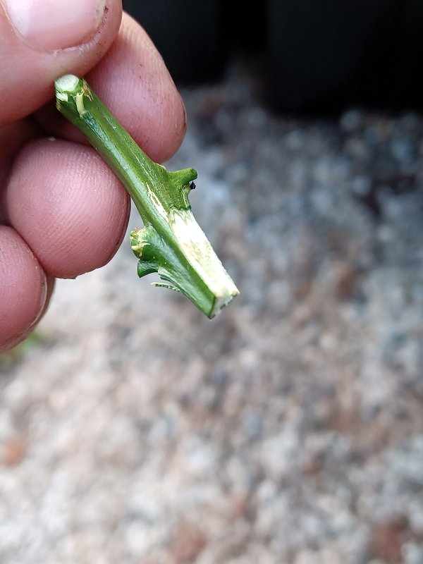 Keilförmig angeschnittenes Edelreis der Fingerlimette, bereit zum Einsetzen