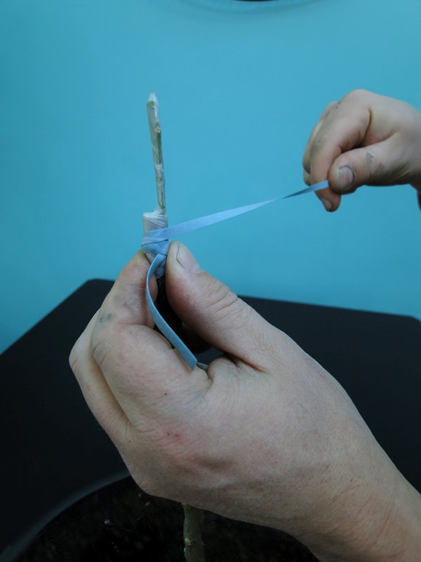 Premier tour de flexibande bloqué sous le deuxième