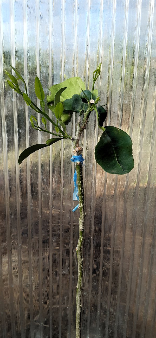 Jeune arbre greffé en fente, dont la partie greffée peut être rabattue
