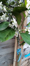Fleurs et jeunes fruits à supprimer sur un agrume greffé