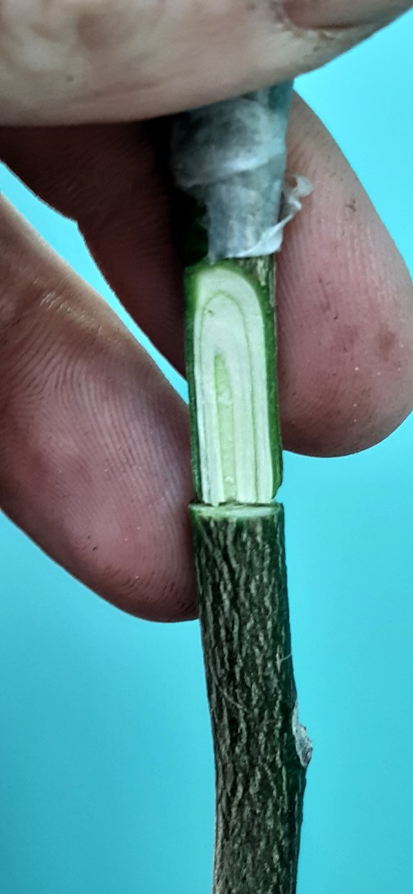 Greffon placé dans la fente d'un porte-greffe de même diamètre