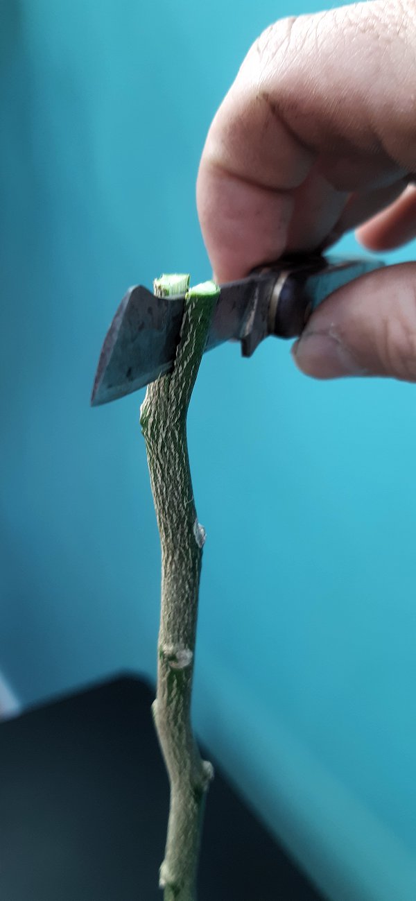 Ouverture de la fente au greffoir dans le porte-greffe