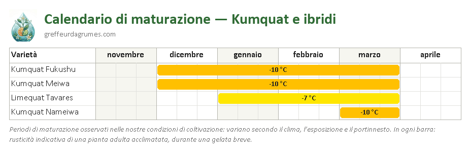 Calendario di maturazione: kumquat e ibridi