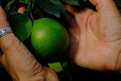 Un fruit en croissance