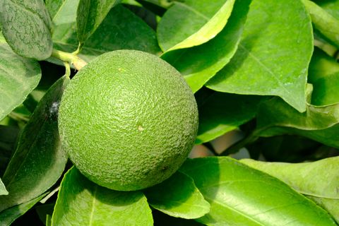 Fruits sur l’arbre, à la pépinière