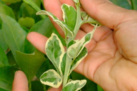 Feuillage panaché