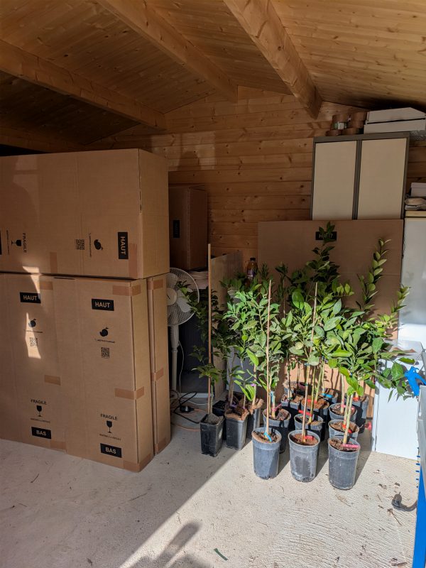 Cítricos jóvenes en maceta y cajas de envío en el vivero