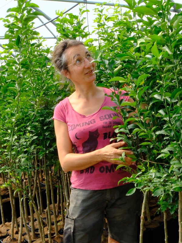 Coralie, Greffeur d'agrumes citrus nursery