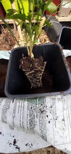 Polyembryony: several one-year-old seedlings from the same citrus pip