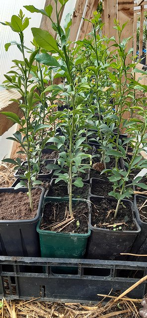 Rootstocks potted on into 11x11x20 pots