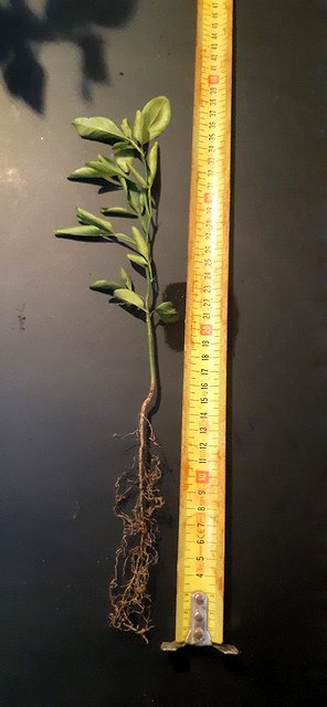 One-year-old rootstock seedling measured with a tape measure