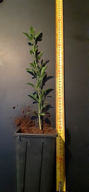 One of the finest one-year-old rootstocks, measured with a tape measure