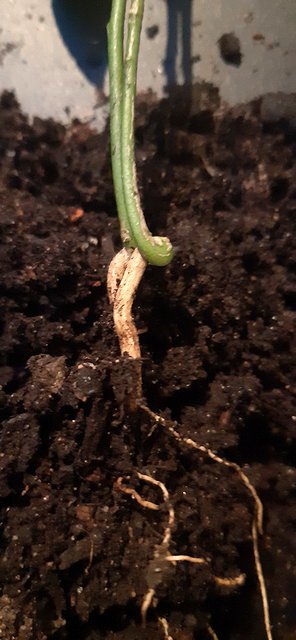 Seedling collar exposed by scraping away the top 2 cm of compost