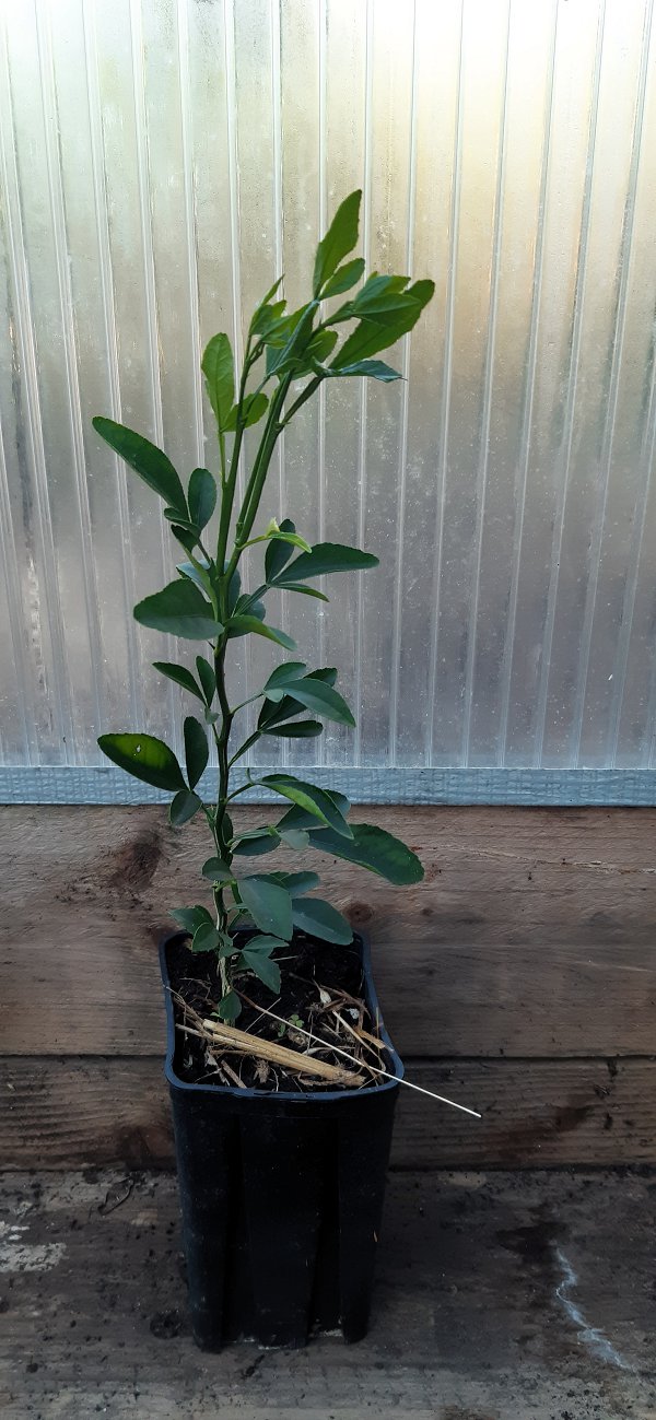 Rootstock before choosing the shoot to keep