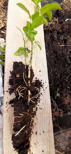 Seedlings from the same pip at potting on, before cutting out the weakest