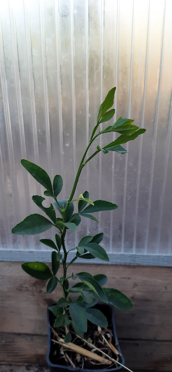 Young citrus rootstock trained on a single stem, ready to grow