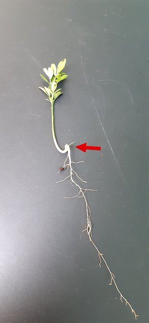 Gooseneck at the collar of a young seedling, marked with a red arrow