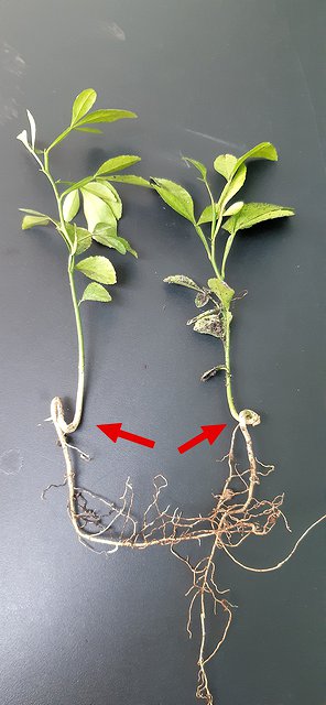 Two rootstock seedlings with faulty roots, marked with red arrows
