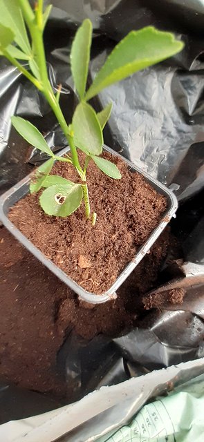 Rootstock potted on after removing the weakest seedling