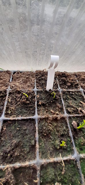 Polyembryonic seedling marked with a label in a cell tray
