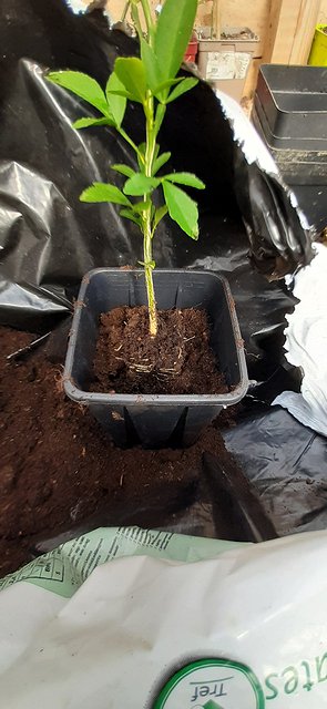 Rootstock potted on into an 11x11x20 pot