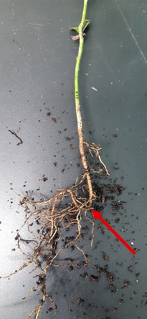 Gooseneck root on a rootstock seedling, marked with a red arrow
