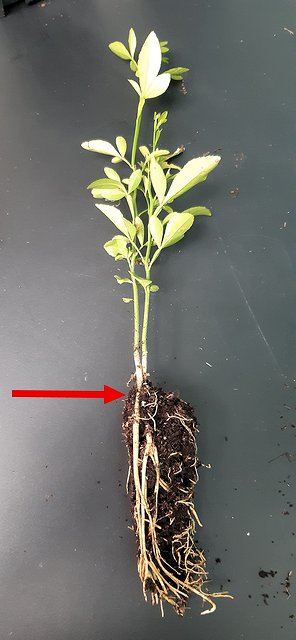Rootstock seedling with a nice straight root