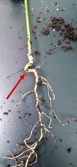 Root defect on a rootstock seedling, marked with a red arrow