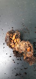 Geöffnete Frucht einer Unterlage mit ihren Samen