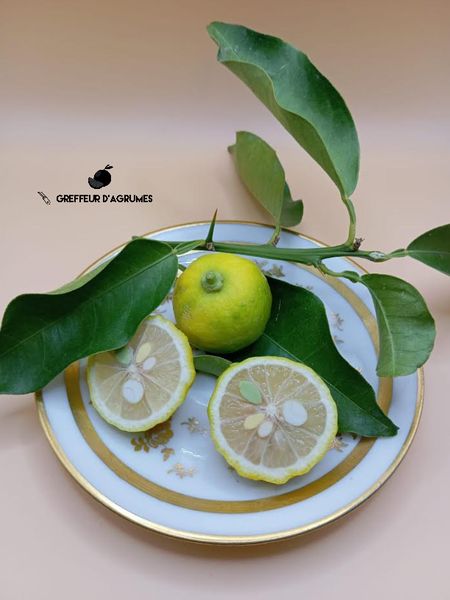 Frutti di Hana Yuzu, tagliati, al vivaio