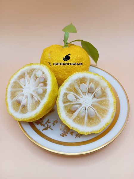 Frutti di Yuzu 3, tagliati, al vivaio