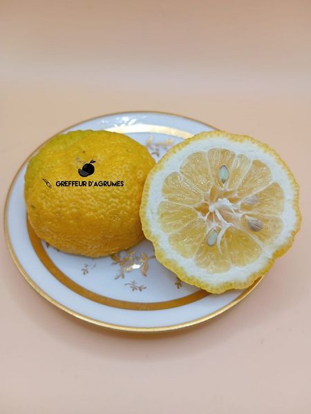 Frutti di Yuzu 30, tagliati, al vivaio