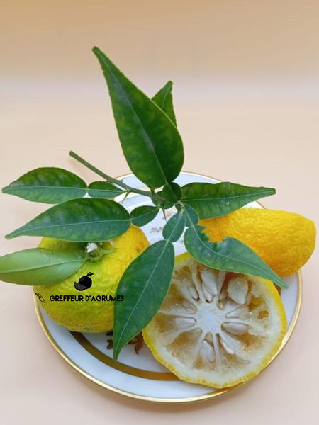 Frutti di Yuzu, tagliati, al vivaio