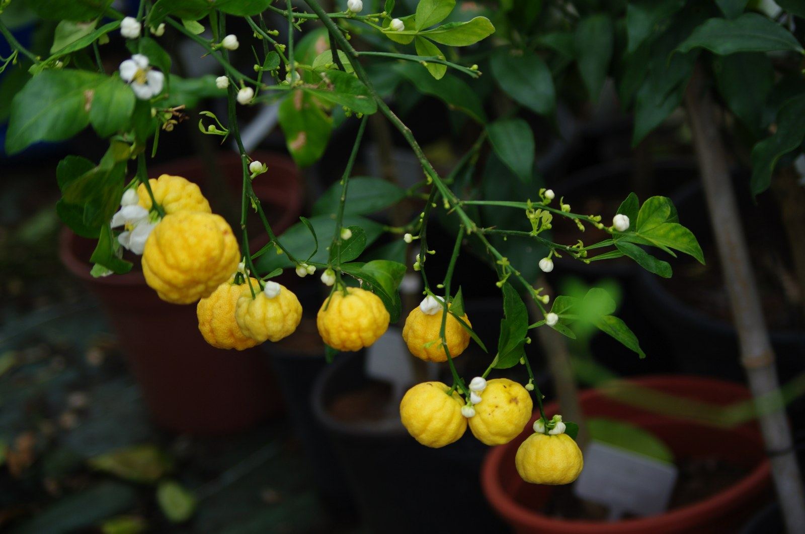 Fruits et fleurs d'agrumes de la collection Greffeur d'agrumes